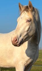 ️bijzonder ruin connemara een droompony voor vele!, Dieren en Toebehoren, Paarden, Minder dan 160 cm, Met stamboom, Ruin, 0 tot 2 jaar