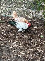 Sabelpootkrieltjes, Dieren en Toebehoren, Pluimvee, Meerdere dieren, Kip