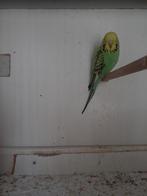 Een mooie    jonge   engele    parkiet, Dieren en Toebehoren, Mannelijk, Parkiet
