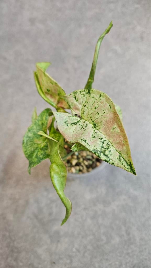Syngonium Milk Confetti Tricolor, Ophalen of Verzenden, Halfschaduw, Minder dan 100 cm