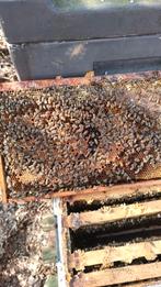 Bijen, buckfast bijen  dadant us en spaarkast, Dieren en Toebehoren, Insecten en Spinnen, Bijen