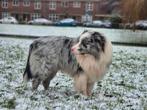 Australian shepherd DEKREU bleu merle, Reu, 1 tot 2 jaar, Eén hond, Nederland