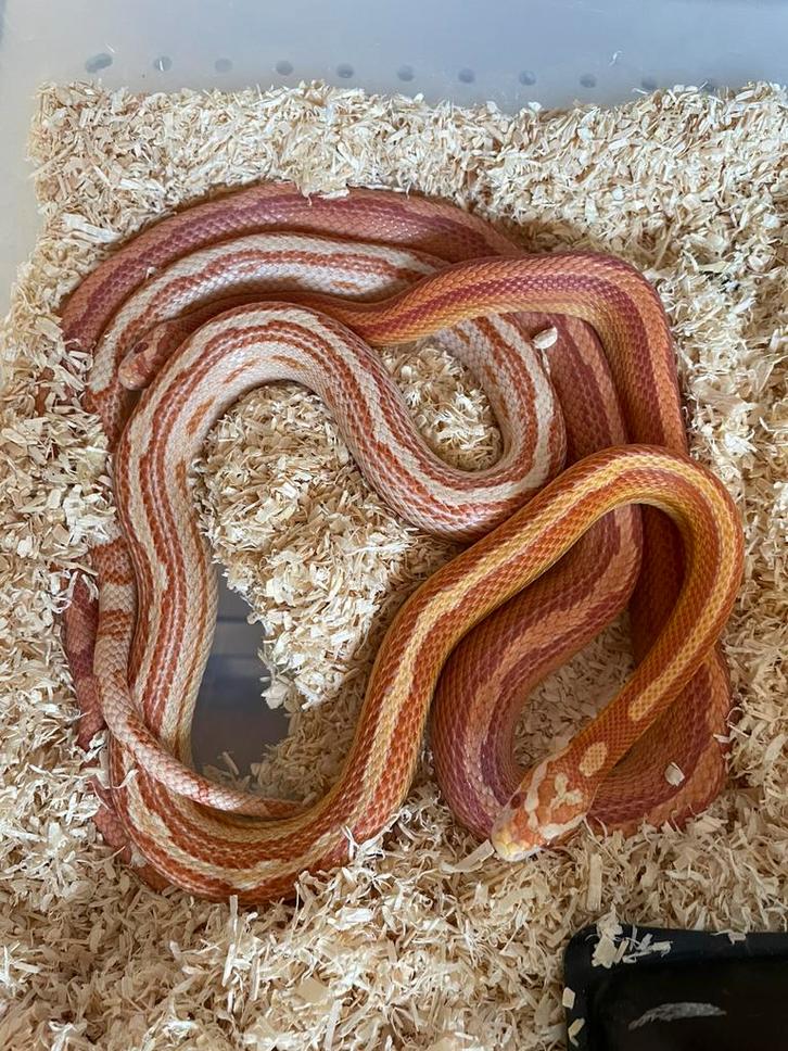 1.1 Pantherophis guttatus albino tessera Rat Snake - unknown for sale from René
