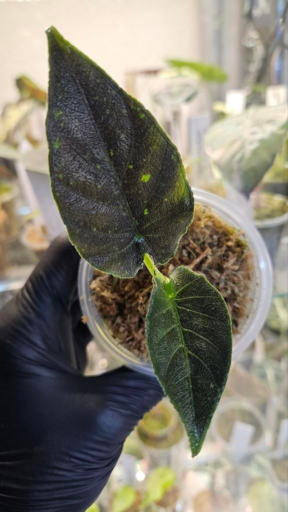 Alocasia Antoro Velvet Variegata, Huis en Inrichting, Kamerplanten, Ophalen of Verzenden, Halfschaduw, Minder dan 100 cm
