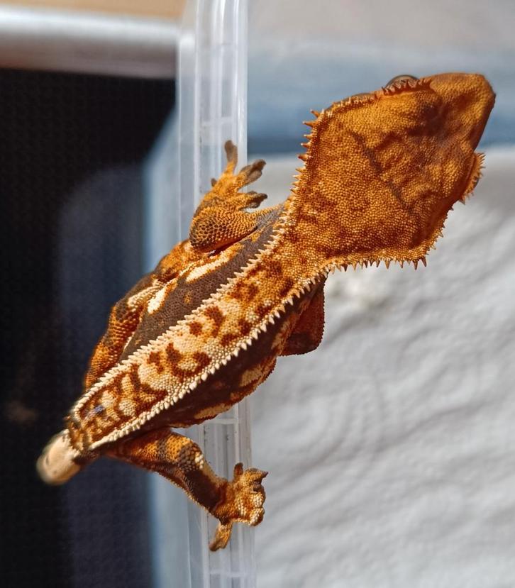 Tricolor wimpergekko nakweek 2025 Crested Gecko - unknown for sale from Sabrina