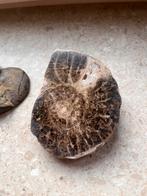 Fossiel uit Erfoud, Verzamelen, Ophalen of Verzenden