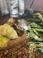 Griekse landschildpad, Schildpad, 3 tot 6 jaar