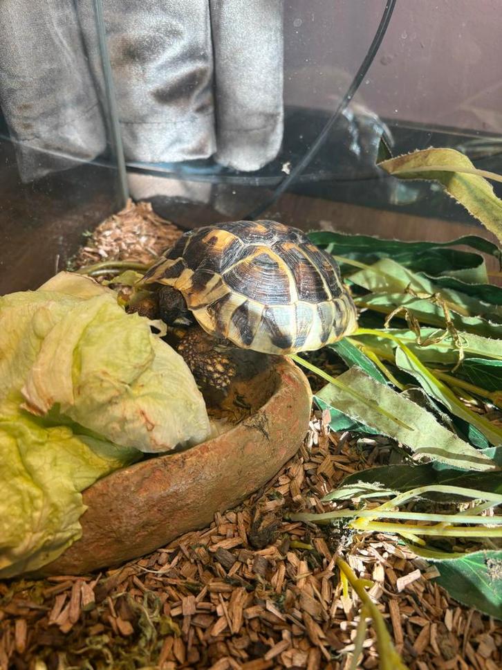 Griekse landschildpad