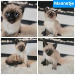 Siamese kittens 10 weken oud, Dieren en Toebehoren, Katten en Kittens | Raskatten | Korthaar, Meerdere dieren