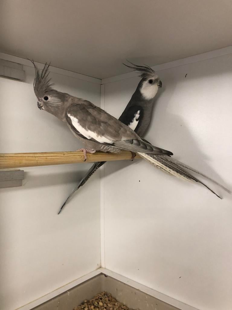 Koppel witmaskervalkparkieten niet tam, Dieren en Toebehoren, Vogels | Parkieten en Papegaaien, Meerdere dieren, Parkiet