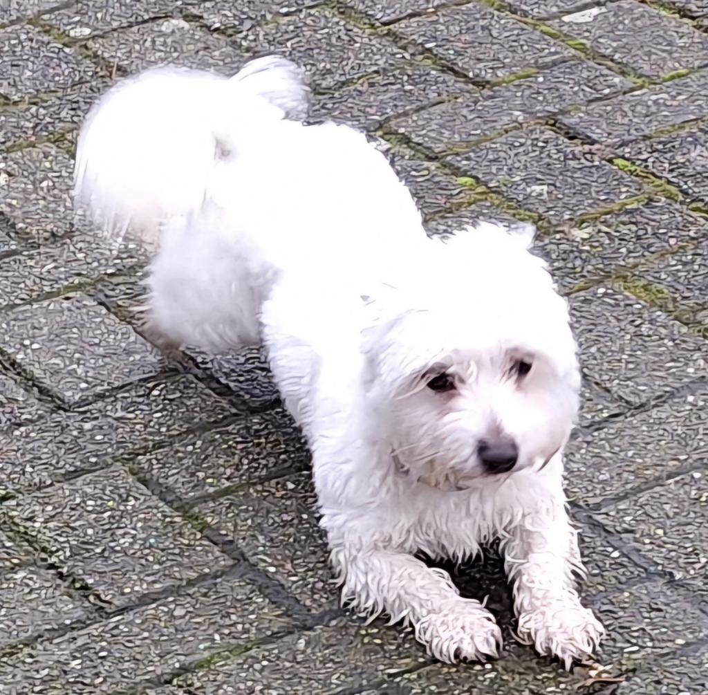 Maltezer dekreutje. Rasecht., Parvo, Reu, Eén hond, 3 tot 5 jaar