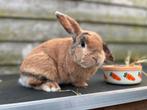 Lief hangoorkonijntje te koop!, Dieren en Toebehoren, Konijnen, Mannelijk, Dwerg
