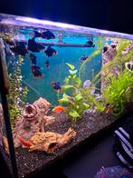 Te koop juwel 140 liter, Dieren en Toebehoren, Ophalen, Inclusief vissen, Juwel, Gevuld zoetwateraquarium