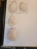 dubbelkleppige schelpen zijn een beetje roze met wit, Verzamelen, Mineralen en Fossielen, Ophalen of Verzenden