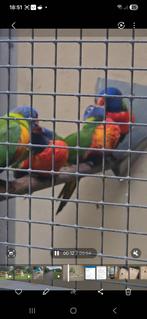 Blauwebergen pop, Dieren en Toebehoren, Vogels | Parkieten en Papegaaien, Vrouwelijk, Parkiet