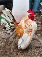 Serama haantje voorjaar 2025, Dieren en Toebehoren, Pluimvee, Mannelijk, Kip