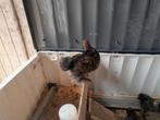 Kriel kip Cochin zwart goud gezoomd., Dieren en Toebehoren, Pluimvee, Vrouwelijk, Kip