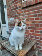 Gratis lieve poes, Dieren en Toebehoren, Poes, Ontwormd, 3 tot 5 jaar