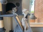 Britse korthaar kittens., Dieren en Toebehoren, Katten en Kittens | Raskatten | Korthaar, Meerdere dieren, Gechipt, 0 tot 2 jaar
