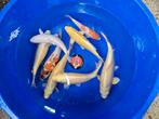 UITVERKOOP Diverse Japanse koi karper | Koikarpers, Dieren en Toebehoren, Karper of Koi
