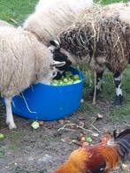 Schapen drachtig bont wit zwart ook luxe, Dieren en Toebehoren, Vrouwelijk, Schaap