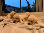 Golden Retriever pups, Golden retriever, Rabiës (hondsdolheid), 8 tot 15 weken, Meerdere