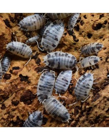 Dairy cow Isopods (pissebedden) beschikbaar voor biedingen