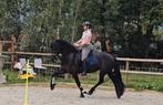 Prachtige veelzijdige Friese stermerrie, Dieren en Toebehoren, Merrie, Met stamboom, Dressuurpaard, L