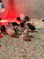 Kuikens te koop, Meerdere dieren, Kip