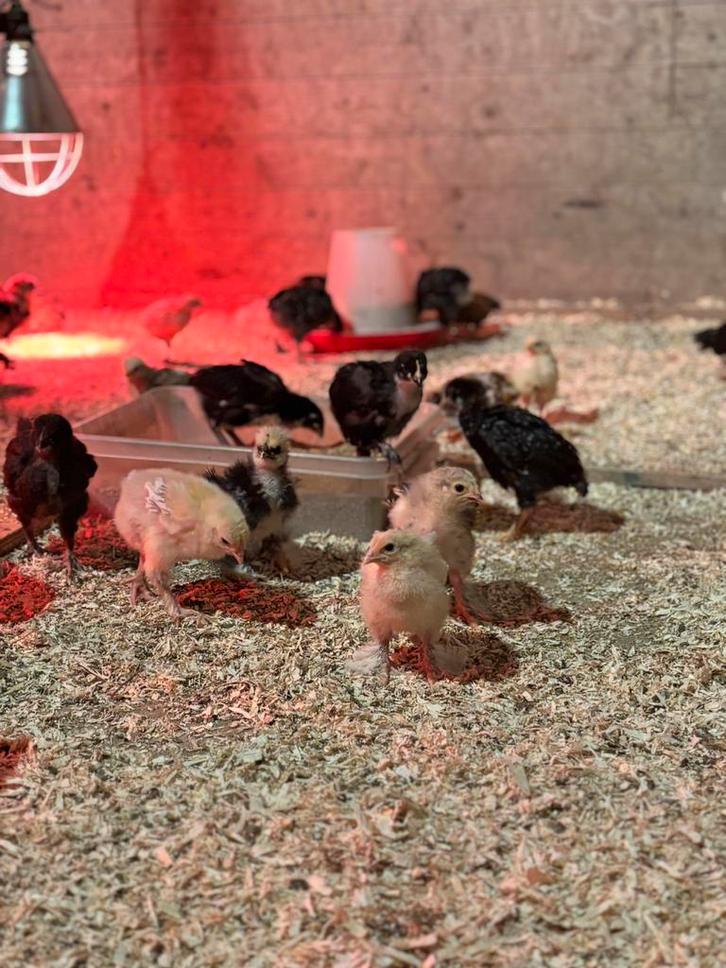Kuikens te koop, Dieren en Toebehoren, Pluimvee, Kip, Meerdere dieren