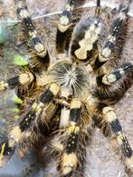 Poecilotheria , Avicularia , vogelspin, phormictopus, Dieren en Toebehoren, Spin of Schorpioen