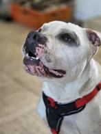 Amerikaanse Stafford terriër, Dieren en Toebehoren, Honden | Bulldogs, Pinschers en Molossers, België, Particulier, Rabiës (hondsdolheid)