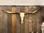 Longhorn schedel naturel XXL., Nieuw, Ophalen, Schedel