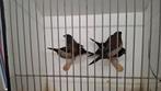 10 Japanse meeuwtjes te koop., Dieren en Toebehoren, Vogels | Overige Vogels, Meerdere dieren, Tropenvogel, Geringd