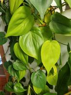 philodendron scandens lemon lime stek, Ophalen of Verzenden, Halfschaduw, Minder dan 100 cm