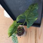 syngonium mottled stek nr 32, Huis en Inrichting, Kamerplanten, Ophalen of Verzenden, Halfschaduw, Minder dan 100 cm