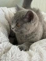 Britse Korthaar poes – 13 weken – gezond & speels, Dieren en Toebehoren, Katten en Kittens | Raskatten | Korthaar, Poes, Ontwormd