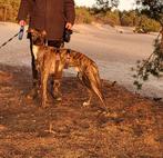 Whippet x Greyhound, Dieren en Toebehoren, Rabiës (hondsdolheid), 1 tot 2 jaar, Eén hond, Nederland