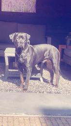 Rothweiler reutje 17 maanden, Dieren en Toebehoren, Reu, 1 tot 2 jaar, Groot, Eén hond