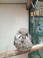 Notenkraker Nucifraga caryocatactus, Meerdere dieren, Tropenvogel, Geringd