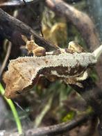 Lilly white wimper gekko - crested gecko