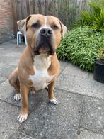 Te herplaatsen: Zeus – American Bully XL (reu, 3 jaar oud), Dieren en Toebehoren, België, Particulier, Rabiës (hondsdolheid), Eén hond