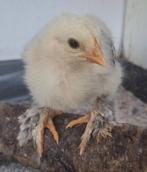 Drie prachtige Brahma groothoender kuikens., Dieren en Toebehoren, Pluimvee, Geslacht onbekend, Kip