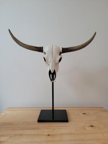 Stierenhoofd/schedel op standaard beschikbaar voor biedingen