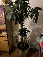 Monstera plant met pot, Huis en Inrichting, Kamerplanten, Ophalen, Halfschaduw, Minder dan 100 cm