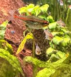 Vuurneon, Dieren en Toebehoren, Vissen | Aquariumvissen, Vis, Schoolvis