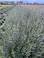 Phillyrea angustifolia, Ophalen, Overige soorten, Minder dan 100 cm