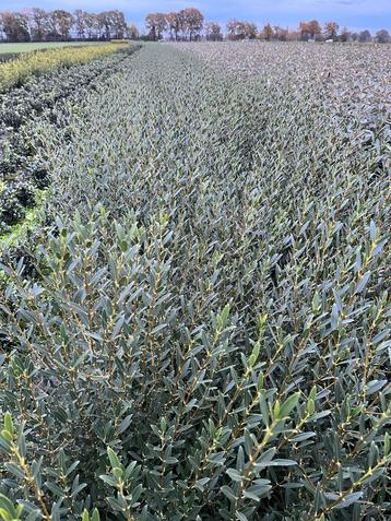 Phillyrea angustifolia beschikbaar voor biedingen