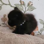Kittens Maine Coon, Dieren en Toebehoren, Katten en Kittens | Overige Katten, Meerdere dieren