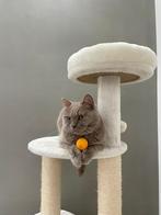 Britse Korthaar, Dieren en Toebehoren, Katten en Kittens | Overige Katten, Poes